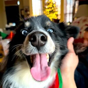 Meet your Posher, George w.